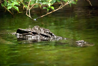 Crocodile