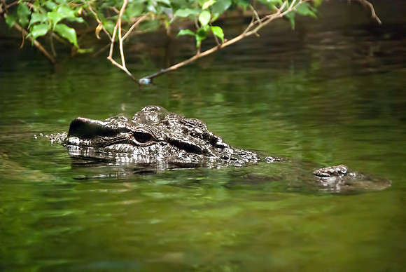Crocodile