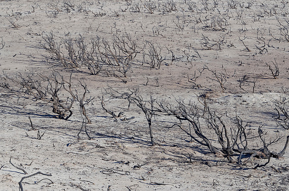 Prevelly after the fires in the last week of November