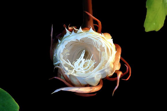 Epiphyllum Oxypetalum