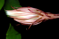 Epiphyllum Oxypetalum