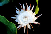 Epiphyllum Oxypetalum