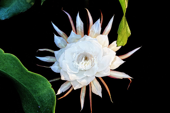 Epiphyllum Oxypetalum