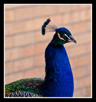 Peacock