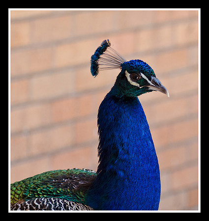 Peacock
