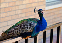 Peacock