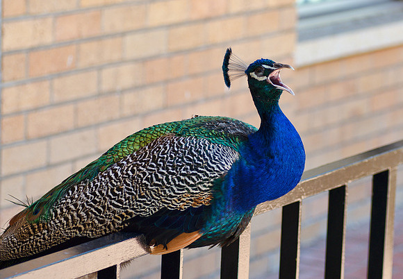 Peacock