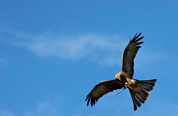 Black Kite