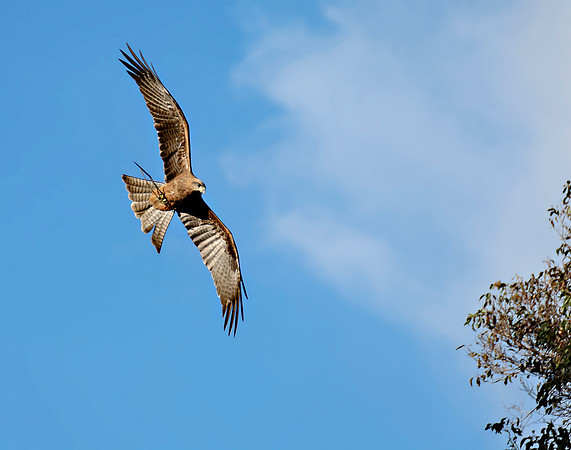 Black Kite