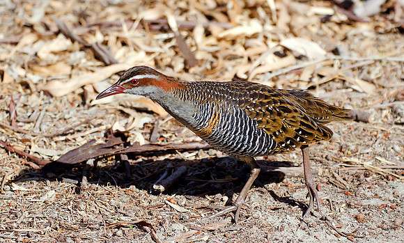 Buff-banded Rail