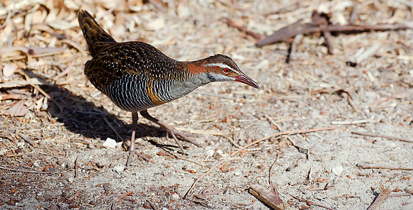 Buff-banded Rail