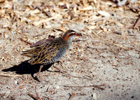 Buff-banded Rail
