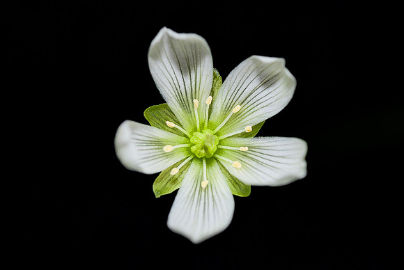 Venus Flytrap (Dionaea muscipula) flower