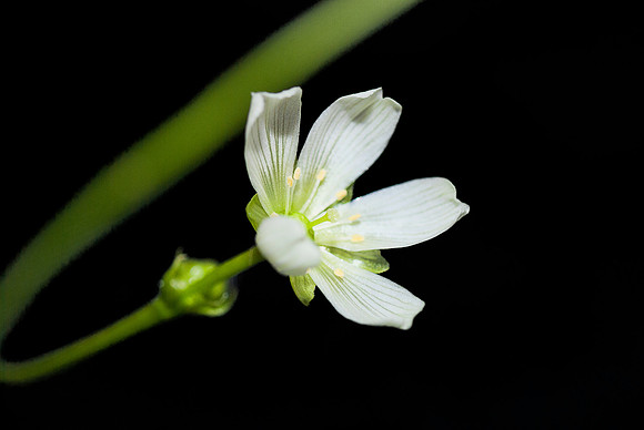 Venus Flytrap (Dionaea muscipula) flower