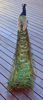 This is actually a pano of the Peacock. I was lucky that he stood still for me while I took a series of shots.