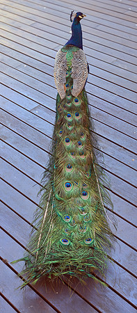 This is actually a pano of the Peacock. I was lucky that he stood still for me while I took a series of shots.