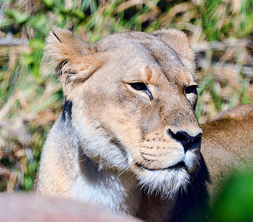 Lioness