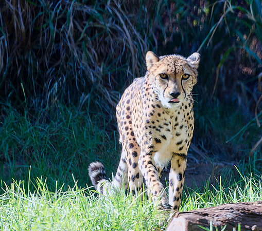 Cheetah