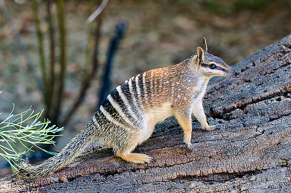 Numbat