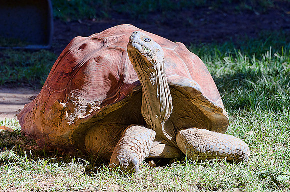 Galapagos Tortoise