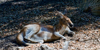 Kangaroo
