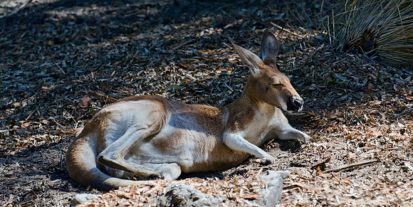 Kangaroo