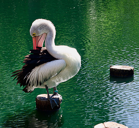Pelican