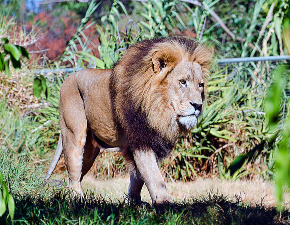 Lion