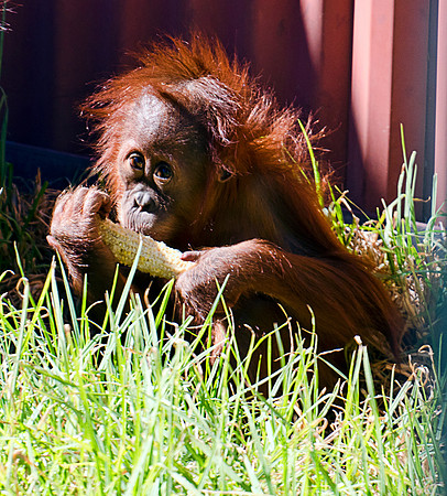 Orang Utan