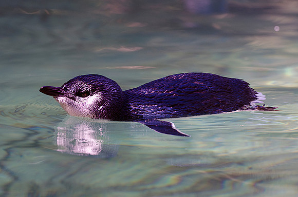 Penguin