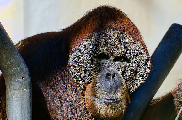 Orang Utan