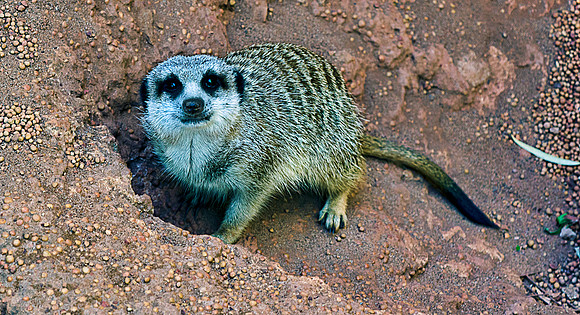 Meerkat