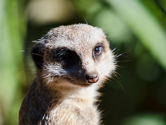 Meerkat