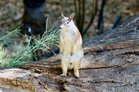 Numbat