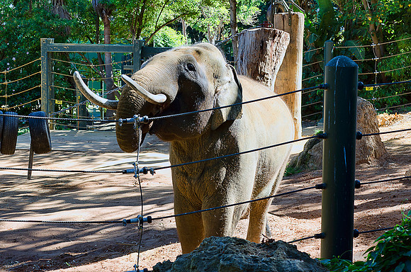 Elephant