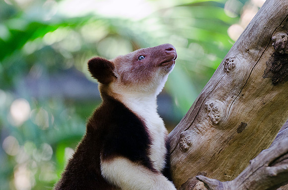 Tree Kangaroo