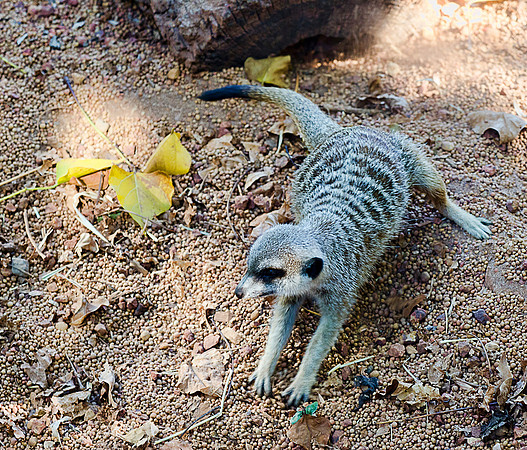 Meerkat