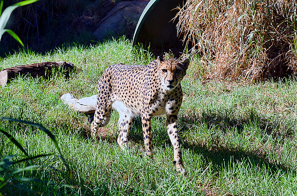 Cheetah