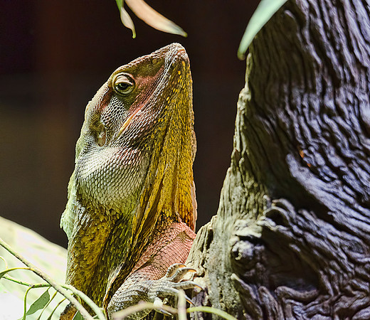 Frill-Necked Lizard