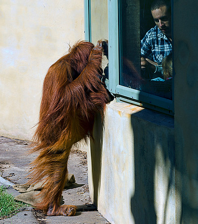 Orang Utan