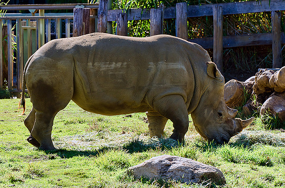 Rhinoceros