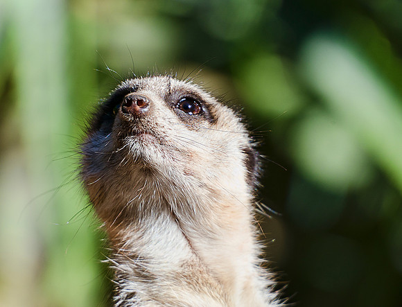 Meerkat