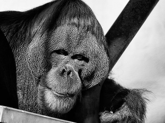 Orang Utan