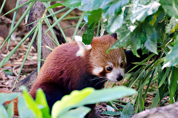 Red Panda