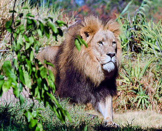 Lion