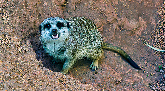 Meerkat