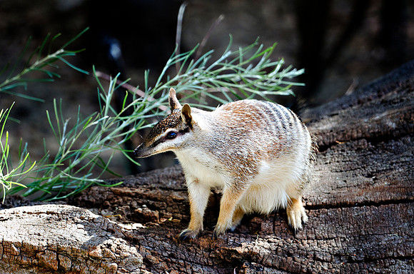 Numbat