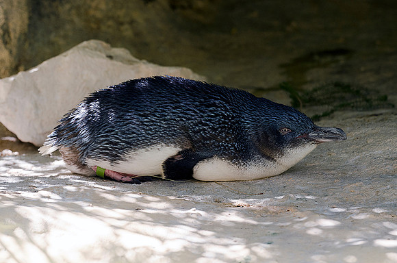 Penguin