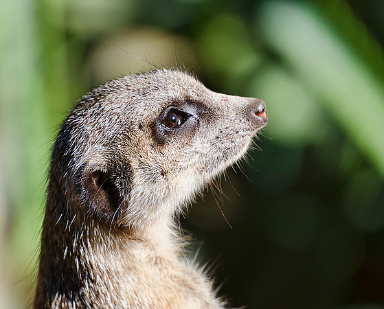 Meerkat