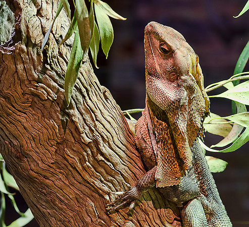 Frill-Necked Lizard
